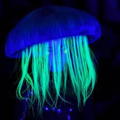 340114neon 5 square_orig