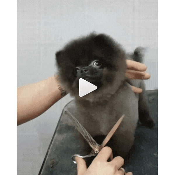 <p>Instagram via: <a href="https://www.instagram.com/behindthechair_com/">@behindthechair_com</a></p><p>Watch the video <a href="https://www.instagram.com/p/Bkn6N7sjDil/?utm_source=ig_share_sheet&igshid=wfcjs3a3safw">here!</a></p>